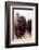 American Bison VI-Debra Van Swearingen-Framed Photographic Print