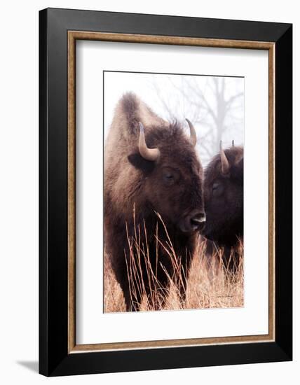 American Bison VI-Debra Van Swearingen-Framed Photographic Print