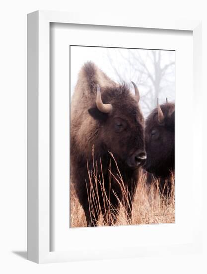 American Bison VI-Debra Van Swearingen-Framed Photographic Print