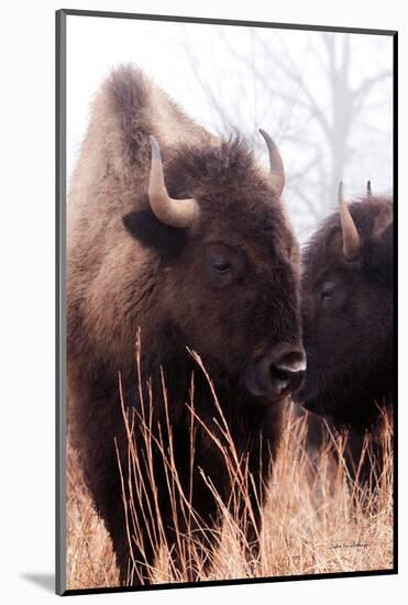 American Bison VI-Debra Van Swearingen-Mounted Photographic Print