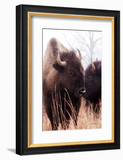 American Bison VI-Debra Van Swearingen-Framed Photographic Print