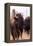 American Bison VI-Debra Van Swearingen-Framed Premier Image Canvas