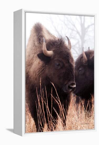 American Bison VI-Debra Van Swearingen-Framed Premier Image Canvas