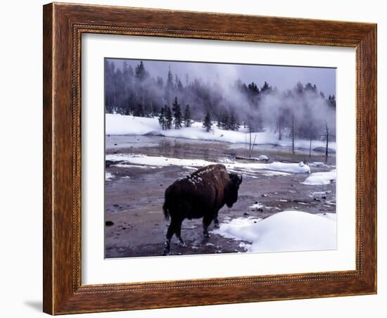 American Bison Walking along Edge of Wintry Thermal Pool, Yellowstone National Park, Wyoming, USA-Howie Garber-Framed Photographic Print