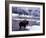 American Bison Walking along Edge of Wintry Thermal Pool, Yellowstone National Park, Wyoming, USA-Howie Garber-Framed Photographic Print