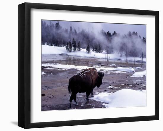 American Bison Walking along Edge of Wintry Thermal Pool, Yellowstone National Park, Wyoming, USA-Howie Garber-Framed Photographic Print