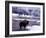 American Bison Walking along Edge of Wintry Thermal Pool, Yellowstone National Park, Wyoming, USA-Howie Garber-Framed Photographic Print