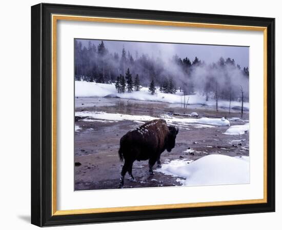 American Bison Walking along Edge of Wintry Thermal Pool, Yellowstone National Park, Wyoming, USA-Howie Garber-Framed Photographic Print