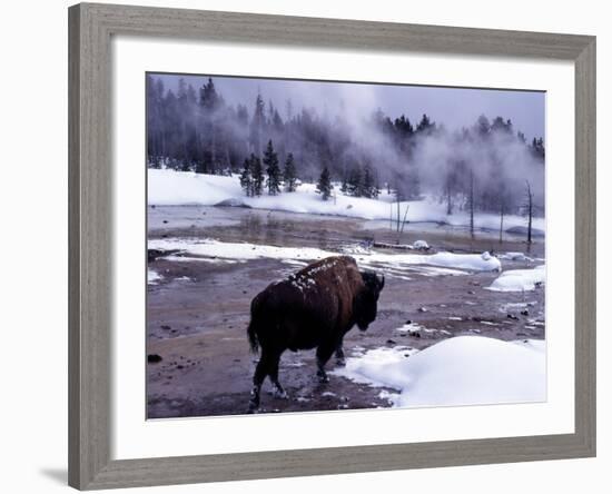American Bison Walking along Edge of Wintry Thermal Pool, Yellowstone National Park, Wyoming, USA-Howie Garber-Framed Photographic Print