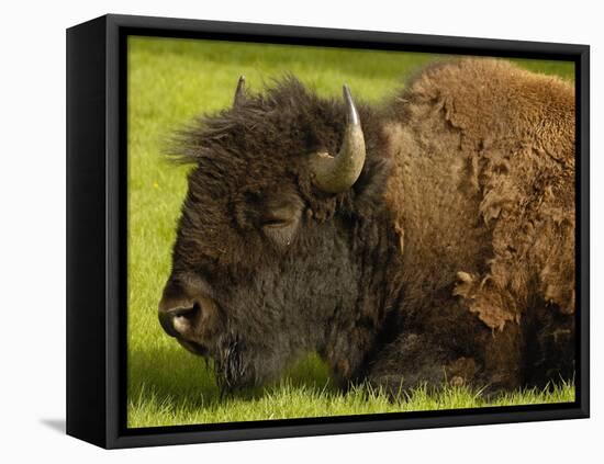 American Bison, Yellowstone National Park, Wyoming, USA-Pete Oxford-Framed Premier Image Canvas