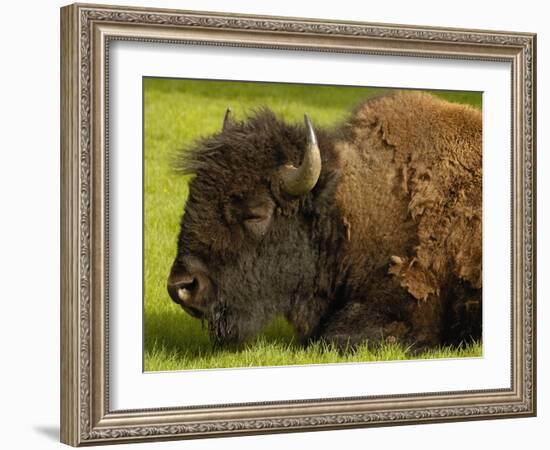 American Bison, Yellowstone National Park, Wyoming, USA-Pete Oxford-Framed Photographic Print