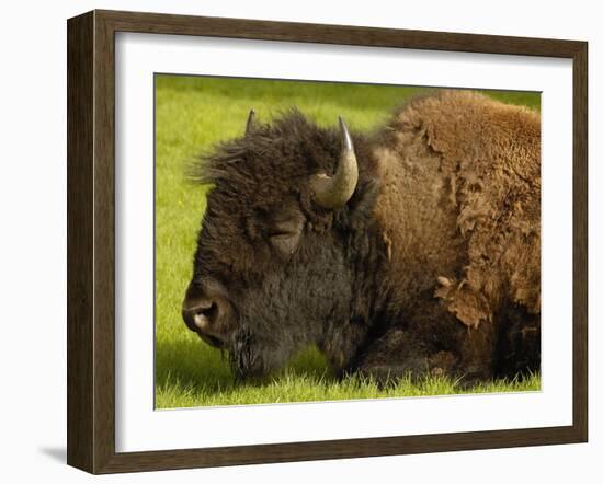 American Bison, Yellowstone National Park, Wyoming, USA-Pete Oxford-Framed Photographic Print