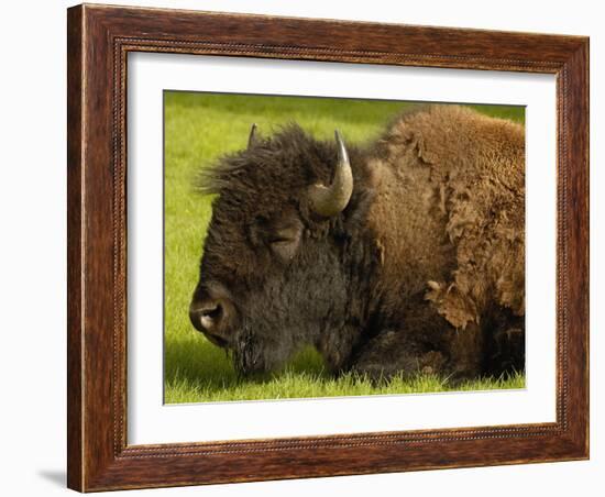 American Bison, Yellowstone National Park, Wyoming, USA-Pete Oxford-Framed Photographic Print