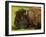 American Bison, Yellowstone National Park, Wyoming, USA-Pete Oxford-Framed Photographic Print