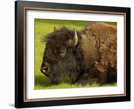 American Bison, Yellowstone National Park, Wyoming, USA-Pete Oxford-Framed Photographic Print