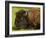 American Bison, Yellowstone National Park, Wyoming, USA-Pete Oxford-Framed Photographic Print