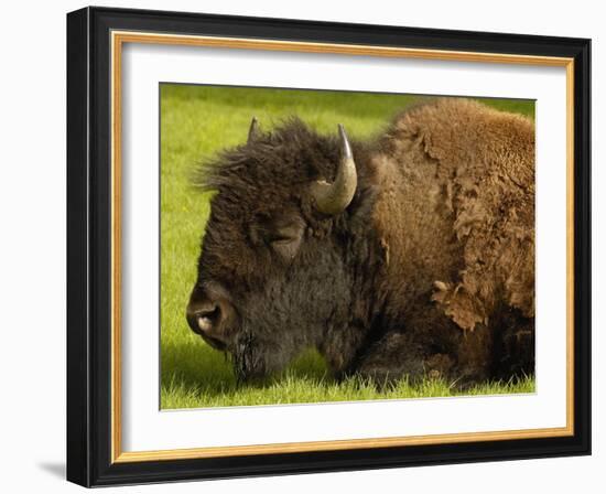 American Bison, Yellowstone National Park, Wyoming, USA-Pete Oxford-Framed Photographic Print