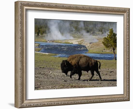 American Bison, Yellowstone National Park, Wyoming, USA-Pete Oxford-Framed Photographic Print