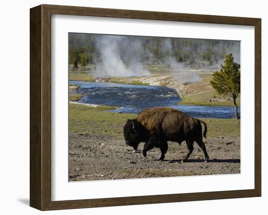 American Bison, Yellowstone National Park, Wyoming, USA-Pete Oxford-Framed Photographic Print