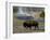 American Bison, Yellowstone National Park, Wyoming, USA-Pete Oxford-Framed Photographic Print