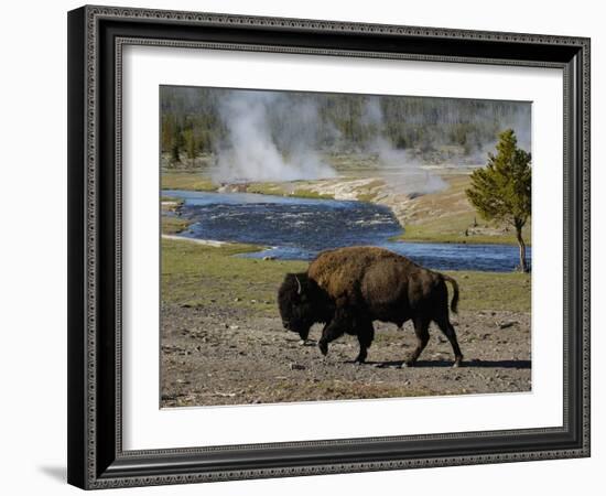 American Bison, Yellowstone National Park, Wyoming, USA-Pete Oxford-Framed Photographic Print