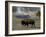 American Bison, Yellowstone National Park, Wyoming, USA-Pete Oxford-Framed Photographic Print