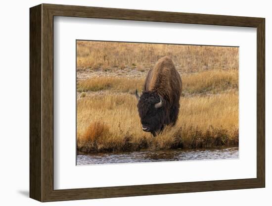 American Bison. Yellowstone National Park, Wyoming-Adam Jones-Framed Photographic Print