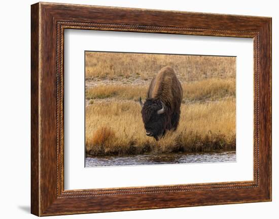 American Bison. Yellowstone National Park, Wyoming-Adam Jones-Framed Photographic Print