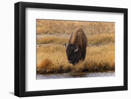 American Bison. Yellowstone National Park, Wyoming-Adam Jones-Framed Photographic Print