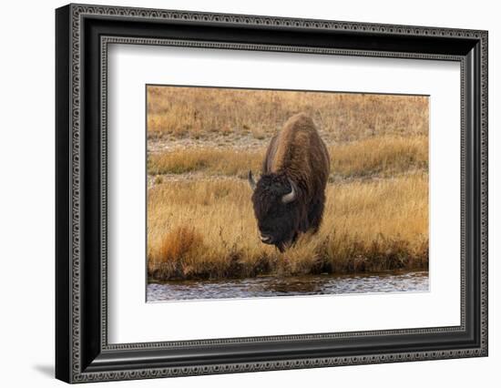 American Bison. Yellowstone National Park, Wyoming-Adam Jones-Framed Photographic Print