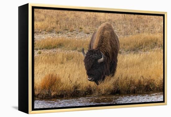 American Bison. Yellowstone National Park, Wyoming-Adam Jones-Framed Premier Image Canvas