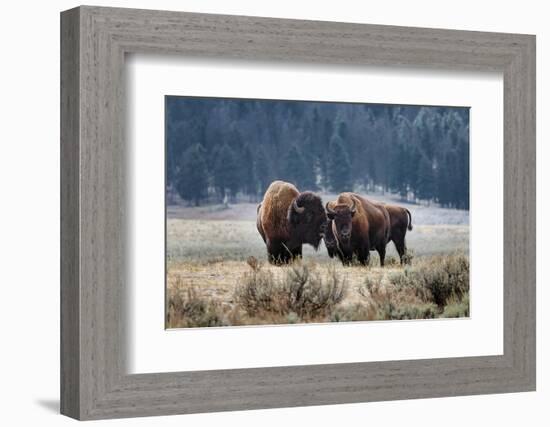 American Bison. Yellowstone National Park, Wyoming-Adam Jones-Framed Photographic Print