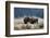 American Bison. Yellowstone National Park, Wyoming-Adam Jones-Framed Photographic Print