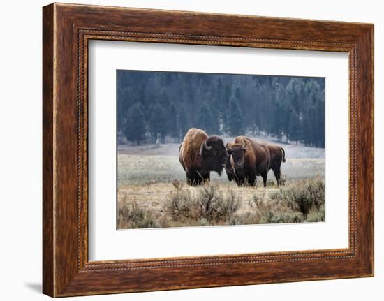 American Bison. Yellowstone National Park, Wyoming-Adam Jones-Framed Photographic Print