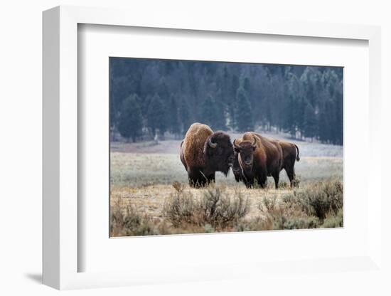 American Bison. Yellowstone National Park, Wyoming-Adam Jones-Framed Photographic Print