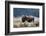 American Bison. Yellowstone National Park, Wyoming-Adam Jones-Framed Photographic Print