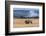 American Bison. Yellowstone National Park, Wyoming-Adam Jones-Framed Photographic Print