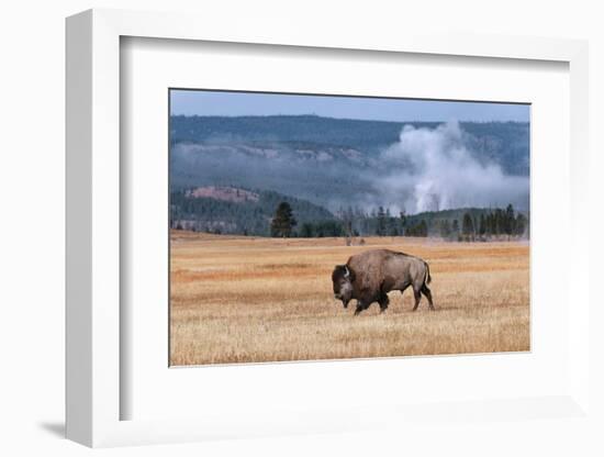 American Bison. Yellowstone National Park, Wyoming-Adam Jones-Framed Photographic Print