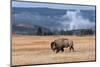 American Bison. Yellowstone National Park, Wyoming-Adam Jones-Mounted Photographic Print