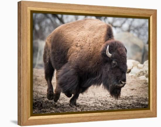 American Bison-abzerit-Framed Premier Image Canvas