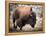 American Bison-abzerit-Framed Premier Image Canvas