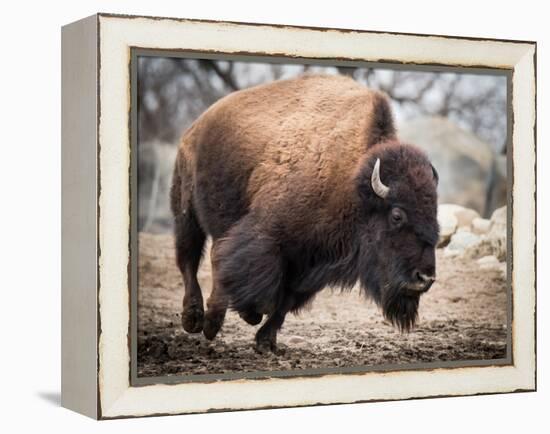 American Bison-abzerit-Framed Premier Image Canvas