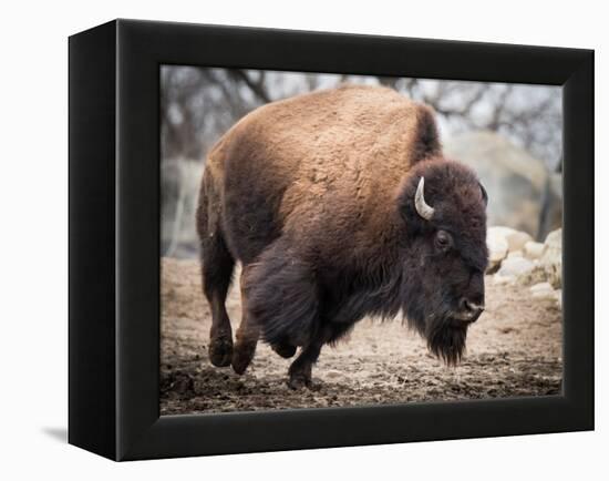 American Bison-abzerit-Framed Premier Image Canvas