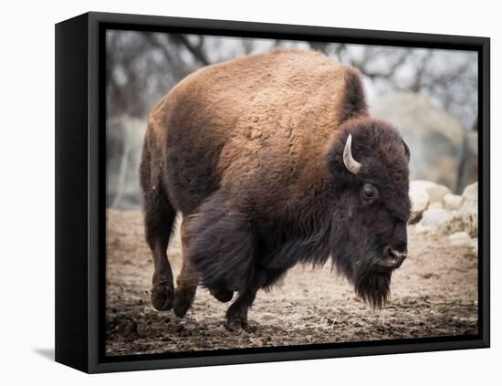 American Bison-abzerit-Framed Premier Image Canvas