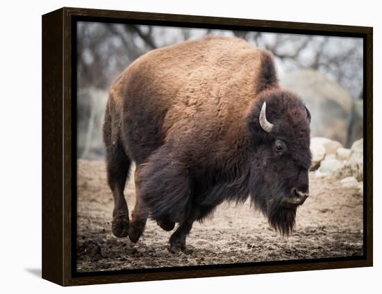 American Bison-abzerit-Framed Premier Image Canvas