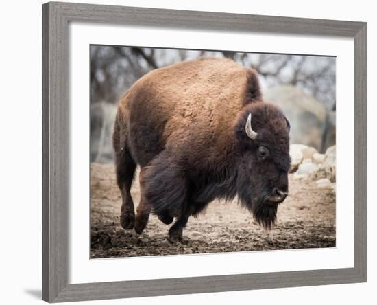 American Bison-abzerit-Framed Photographic Print