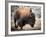 American Bison-abzerit-Framed Photographic Print