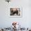 American Bison-abzerit-Framed Photographic Print displayed on a wall