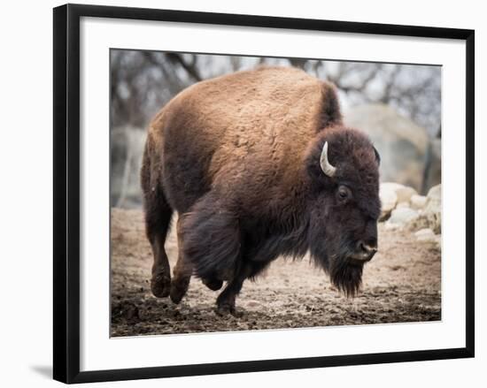 American Bison-abzerit-Framed Photographic Print