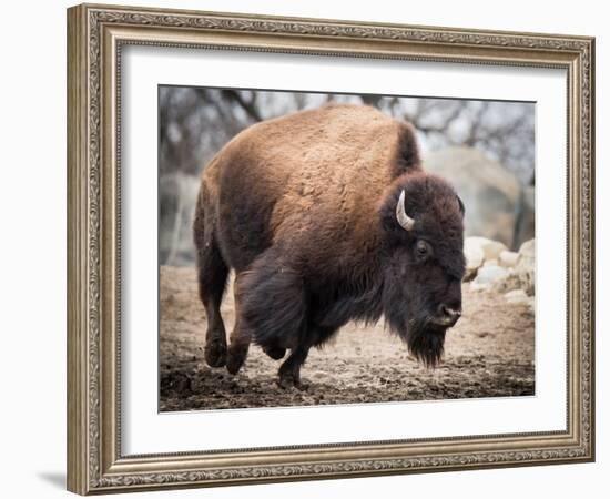 American Bison-abzerit-Framed Photographic Print